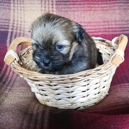 Lhasa Apso Puppies from Absosengkye Kennel