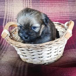 Lhasa Apso Puppies from Absosengkye Kennel