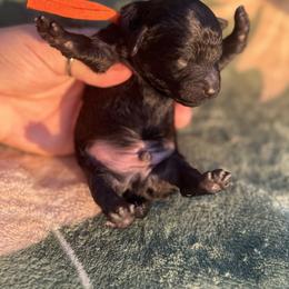 Midnight - Black male Poodle puppy in Anderson, South Carolina from Stephanie’s Signature Poodles inspired by Sherry Lynn LLC
