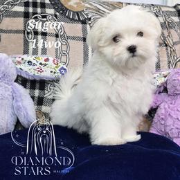 Diamond Star's Sugar - White male Maltese puppy in Brooklyn, New York from Diamond Stars Maltese