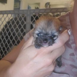 Girl 1 - Cream sable Pomeranian puppy in Fort Lauderdale, Florida from El'Cienna Poms
