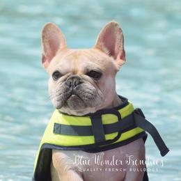 Feyre - French Bulldog