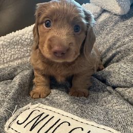 Pelotita - Fawn (isabella) and tan male Dachshund puppy in Homestead, Florida from Doggie Dream House