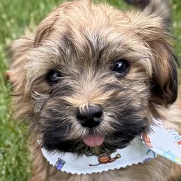 Havanese puppies from Peaks Pups & Cavachon Love Chocolate Cavaliers, Cavaliers, Cavachon’s, Cavapoos & Havanese