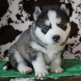 Green - Black tan and white male Siberian Husky puppy in York, Pennsylvania from Spalla Pups
