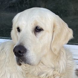 Molly - Golden Retriever