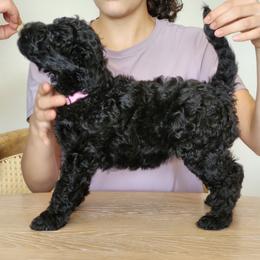 Ms Pink - Black female Pumi puppy in Albuquerque, New Mexico from Marylynn's Pumis