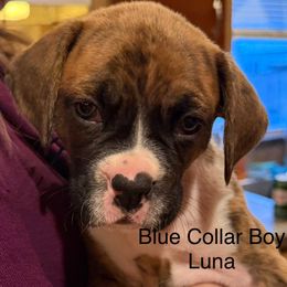 Blue Collar Boy - Brindle male Boxer puppy in East Longmeadow, Massachusetts from Boxer Bliss
