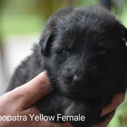 Yellow girl - Sable female German Shepherd puppy in Anniston, Alabama from Cottonwood Kennel
