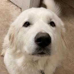 Ruby - Great Pyrenees