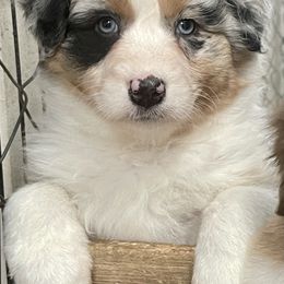 Sophie - Blue merle Australian Shepherd puppy in Martha’s Vineyard, Massachusetts from Cranberry Hill Aussies
