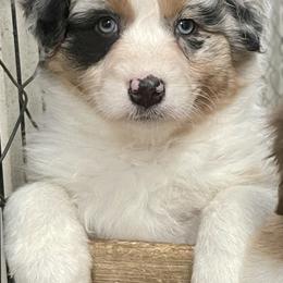 Sophie - Blue merle Australian Shepherd puppy in Martha’s Vineyard, Massachusetts from Cranberry Hill Aussies