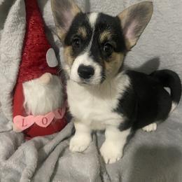 Dotty - White and black female Pembroke Welsh Corgi puppy in Beulaville, North Carolina from Windy Acres Pembroke Welsh