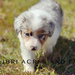 Girl 1 - Blue merle Australian Shepherd puppy in Mc Alisterville, Pennsylvania from Colibri Acres And Farm