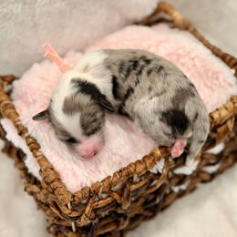Pink collar - Blue merle female Aussiedoodle puppy in 32046, Florida from River Hill Ranch