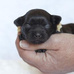Briar - Liver female Shihpoo puppy in Nickelsville, Virginia from The Teddybear Shihpoo