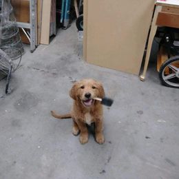 Golden Retriever Puppies from Goldens of Hamm Hollow