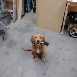 Golden Retriever Puppies from Goldens of Hamm Hollow