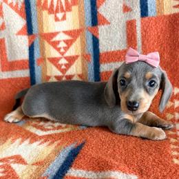 Piper - Gray (blue) and tan female Dachshund puppy in Okeechobee, Florida from HotShot Kennels