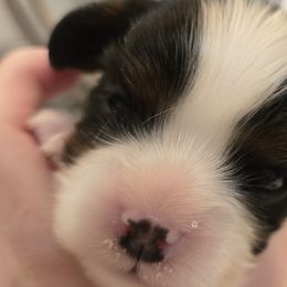 Cavalier King Charles Spaniels from Reflection Cavaliers