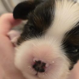 Cavalier King Charles Spaniels from Reflection Cavaliers