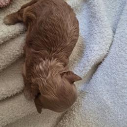 Vera - Red female Maltipoo puppy in Corona, California from Poodle house CA