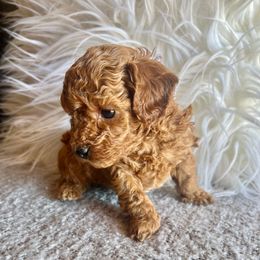 Carter - Red  male Poodle puppy in Hephzibah ( Richmond County ), Georgia from Healing Pawz LLC