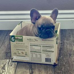 French Bulldog Puppies from Queenbeebullies