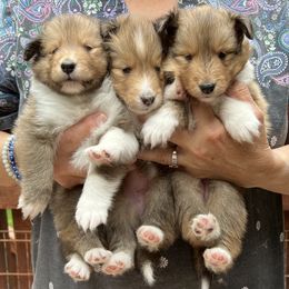 Shetland Sheepdog Puppies from Solange Shelties