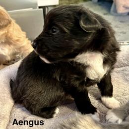 Aengus de La Rive - Black male Pyrenean Shepherd puppy in Ripley, Ohio from La Rive Pyr Sheps LLC