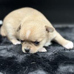 Arrow - Fawn male Chihuahua puppy in Lee Center, New York from Alfheim-Andromeda Chihuahua's (A &A's)