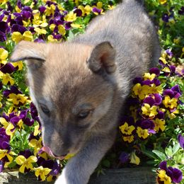 Siberian Husky Puppies from Temno Siberians