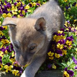 Siberian Husky Puppies from Temno Siberians