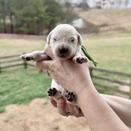 Mr. Green - Light golden male Golden Retriever puppy in Jasper, Tennessee from Suncoast Goldens