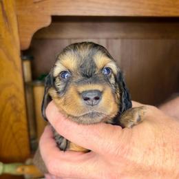 AKC shaded red female - Sable female Dachshund puppy in Ozark, Alabama from Honey Hill Dachshunds
