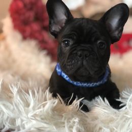Blue collar - Brindle French Bulldog puppy in Berea, Kentucky from Bully Life Farms