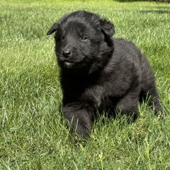 Boy 3 is now 2.5 weeks old - Black male Belgian Sheepdog puppy in Doylestown, Ohio from Diamante Nero