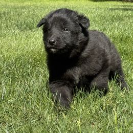 Boy 3 is now 2.5 weeks old - Black male Belgian Sheepdog puppy in Doylestown, Ohio from Diamante Nero