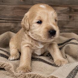 Boy 1 - Wheaten male Miniature Schnauzer puppy in Sacramento, California from Hardcastle Family Schnauzer’s