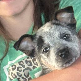 Dock - Australian Cattle Dog puppy in Devalls Bluff, Arkansas from Coolhand's Australian Cattle Dogs