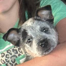 Dock - Australian Cattle Dog puppy in Devalls Bluff, Arkansas from Coolhand's Australian Cattle Dogs