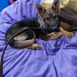 German Shepherd Puppies from Rammstein Kennels