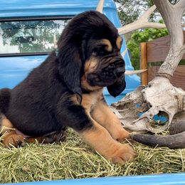 Boy 3 - Black and tan Bloodhound puppy in Vanderpool, Texas from Kiwi Hunting Services