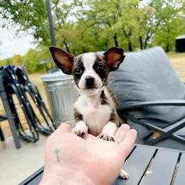 Penny - Fawn brindled black female Chihuahua puppy in Alvord, Texas from Gift of Gods Favor