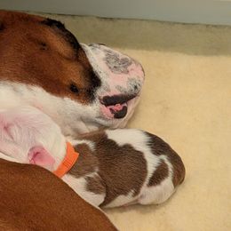 Boxer Puppies from Classic City Boxers