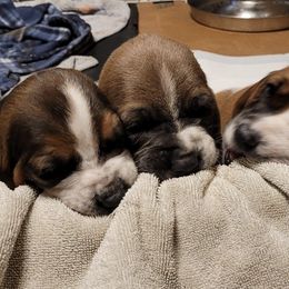 Basset Hounds from Hounds Hollow Farms
