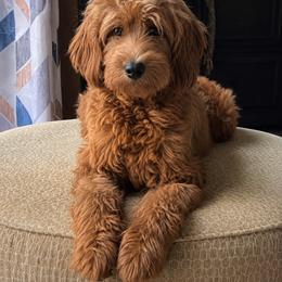 Daphne - Goldendoodle