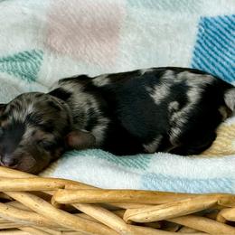Francis - Dapple male Dachshund puppy in Three Rivers, Michigan from Michiana Dachshunds