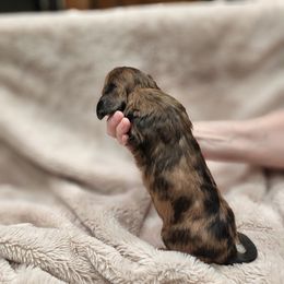 Dachshund Puppies from Hill Country Dachshunds