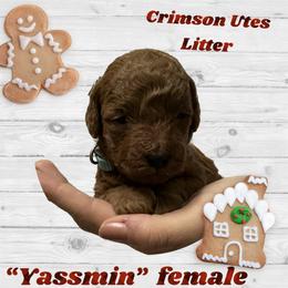 Poodle Puppies from Mountain Valley Poodles